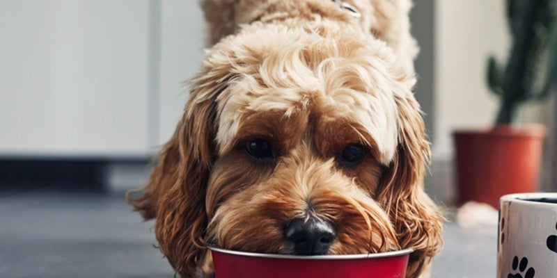 Are By-Products Bad for Dogs?