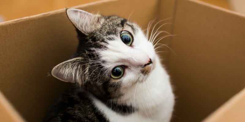 Funny Cat Behaviors Explained by Purina Cat Care Experts