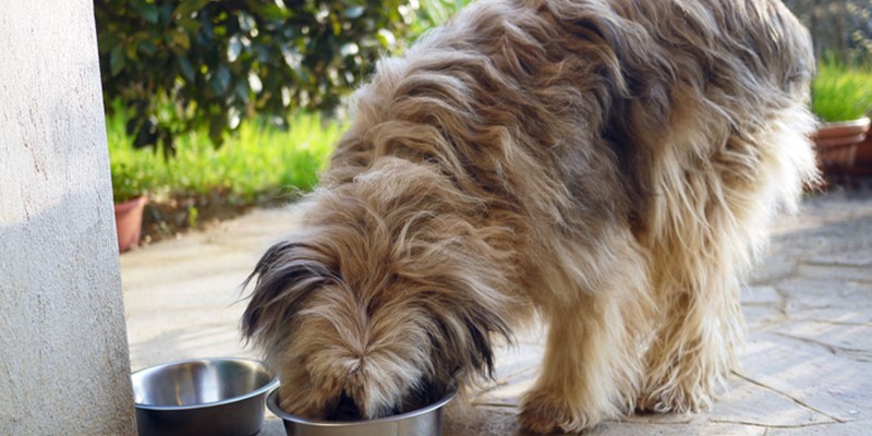 The Benefits of Probiotics for Dogs