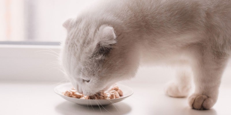 Best Type of Cat Bowl: Cat Dish vs. Cat Bowl?