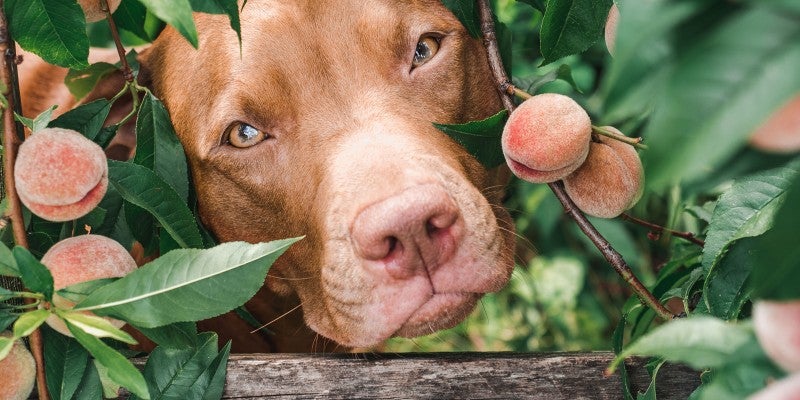 Is it OK For Dogs to Eat Peaches?