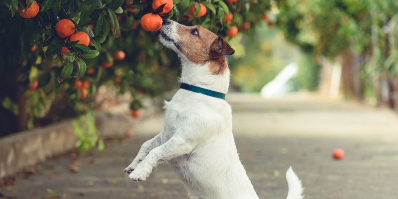 Is it OK for Dogs to Eat Tangerines?