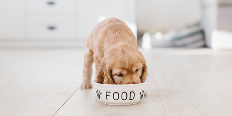Can Puppies Eat Adult Dog Food?