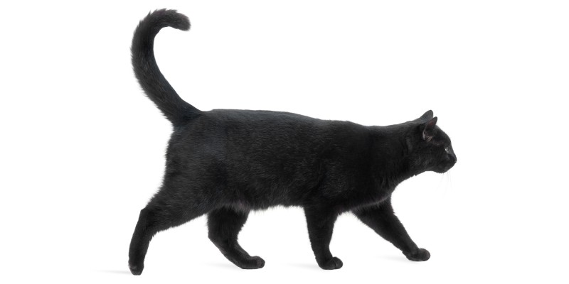 Cat Anatomy & Physiology 101