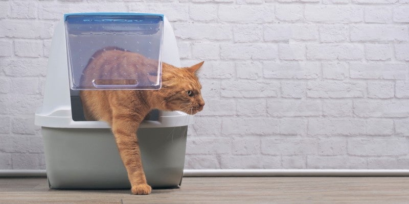 Cat Litter Box Tips - Do’s & Don’ts of Litter