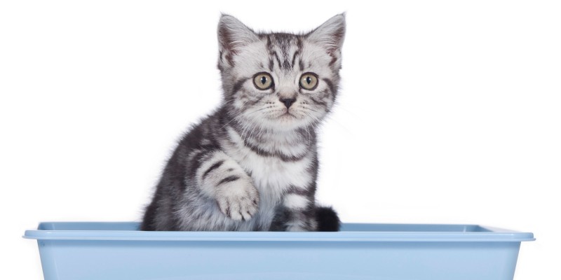 Why Cats Don't Cover Their Poop & Tips to Get Them to Bury It