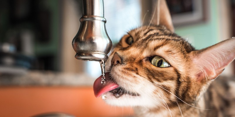 What Causes Crystals In Cat Urine?