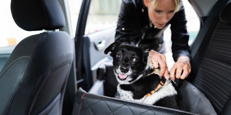 Dog Car Safety and Seat Belt Tips