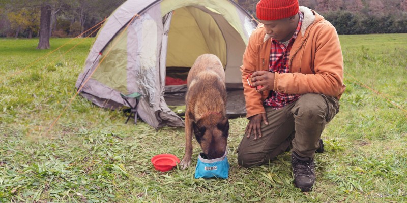 Dog Nutrition Basics - Essential Health Nutrients