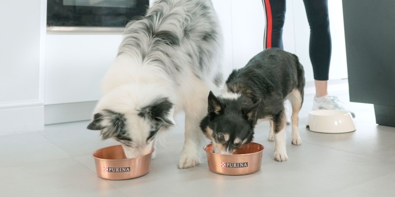How to Add Fiber to a Dogs Diet