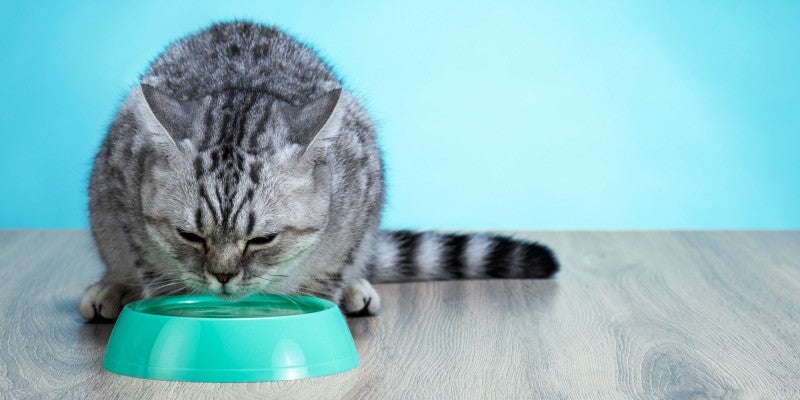 Do Cats Drink Water? Cat Hydration & Dehydration Prevention