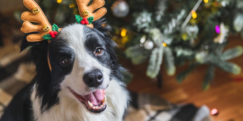 Holiday Human Foods Dogs Can & Can’t Eat