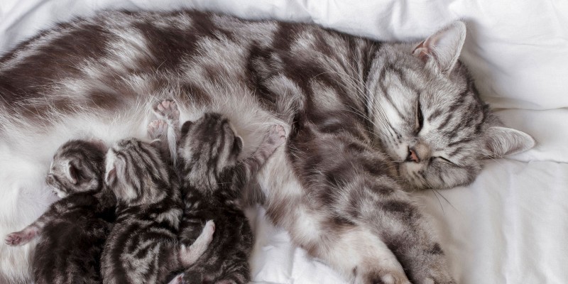 How Long Are Cats Pregnant?