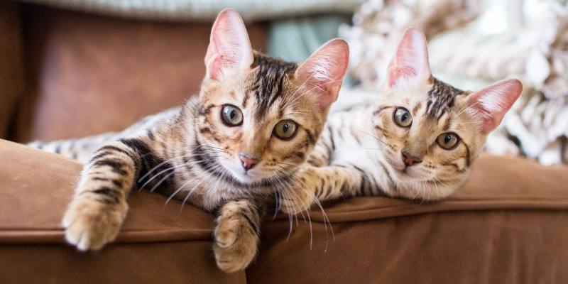 How Many Litter Boxes Per Cat Do You Need?