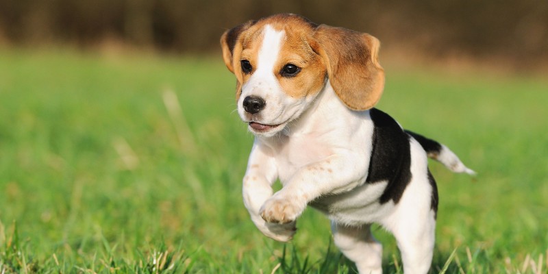 How Much Dry Food to Feed to a Puppy
