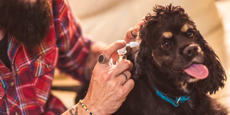 How to Clean a Dog’s Ears