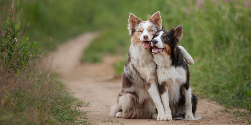 How to Introduce Dogs to Other Dogs, Animals and People