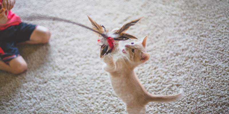 How to Make Cat Toys