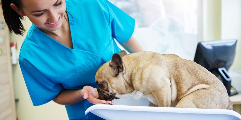 Diabetes in Dogs - Symptoms, Treatment, & Prevention