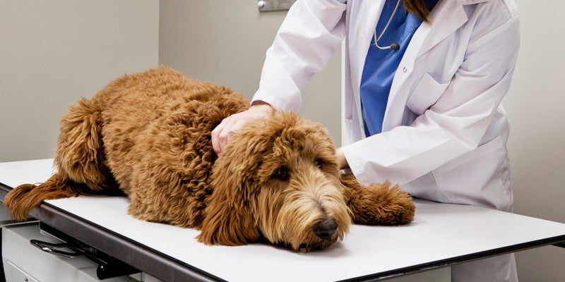 Inflammatory Bowel Disease in Dogs & Cats 