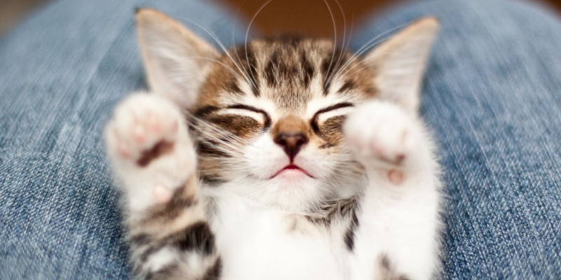 Kitten Growth Stages and Development by Week