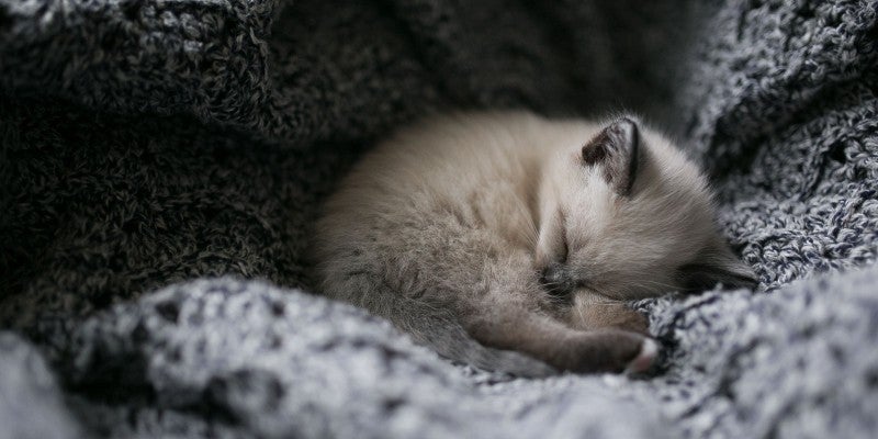 How to Get a Kitten to Sleep Through the Night