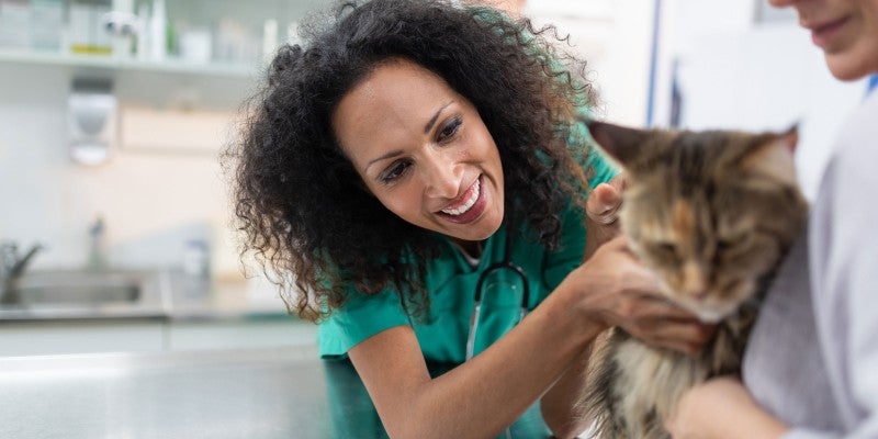 Pancreatitis in Cats: Symptoms, Treatment & Diet