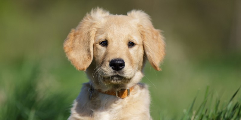 Schedules for Your Puppy