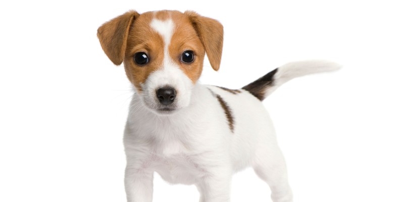 Puppy Weight Chart — What is a Healthy Weight?