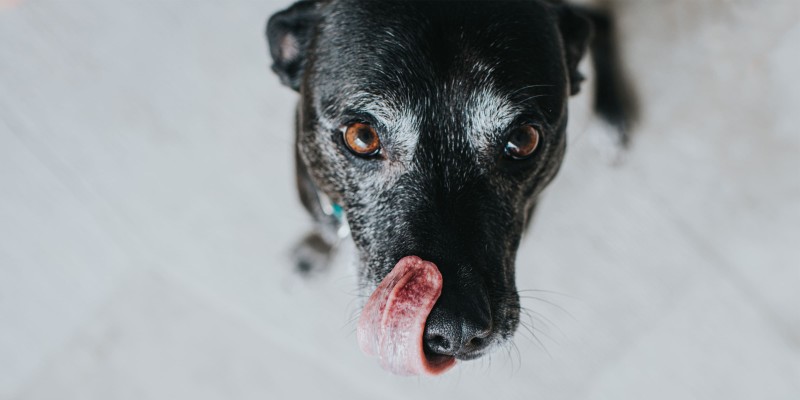 Sensitive Stomach Dog Food: What You Should Know