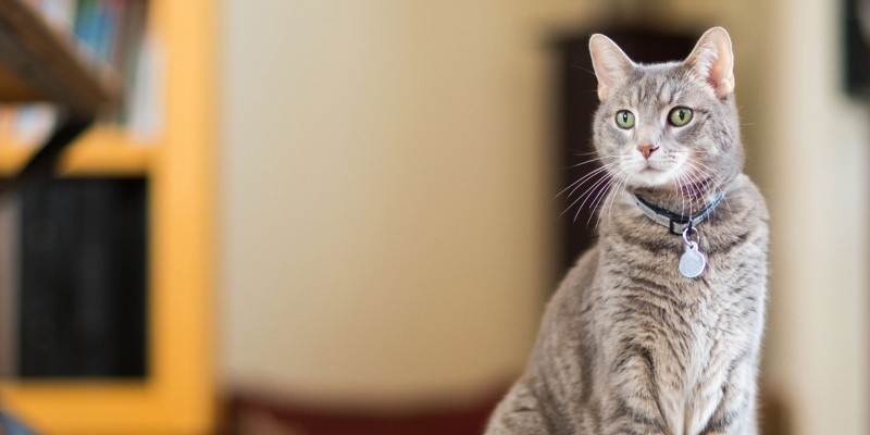 Signs of a Healthy Cat