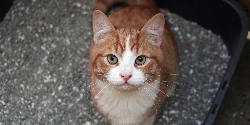 Territorial Cat Behavior in Litter Boxes