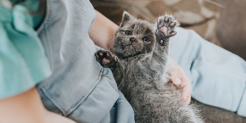 How to Train a Kitten