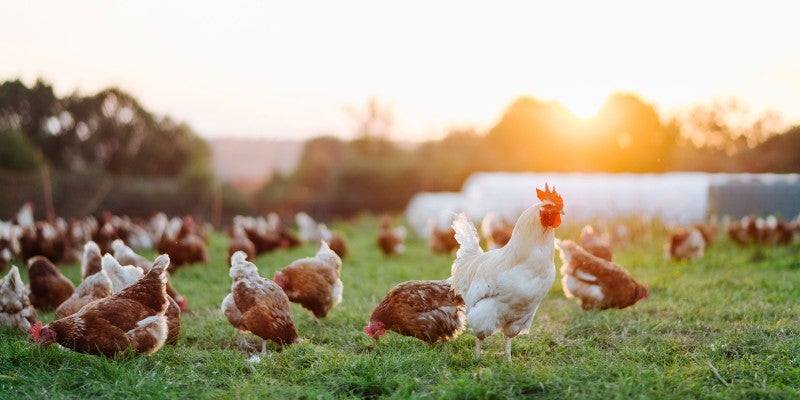What is Poultry By-Product Meal in Dog Food?
