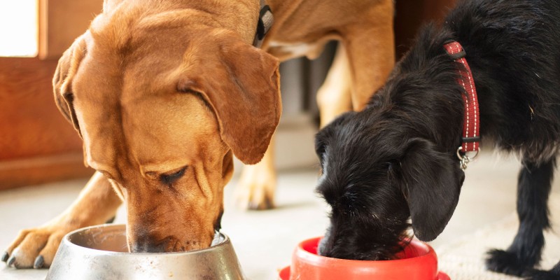 Dog Nutrition: What Should I Feed My Dog?