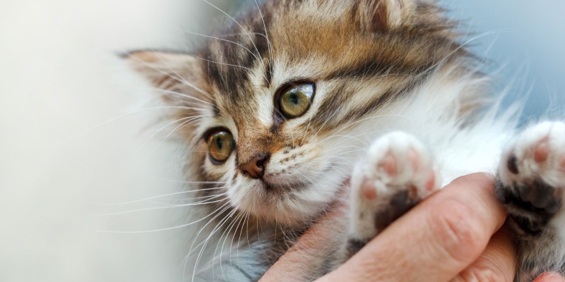 How Old Do Cats Have to Be to Get Spayed or Neutered?