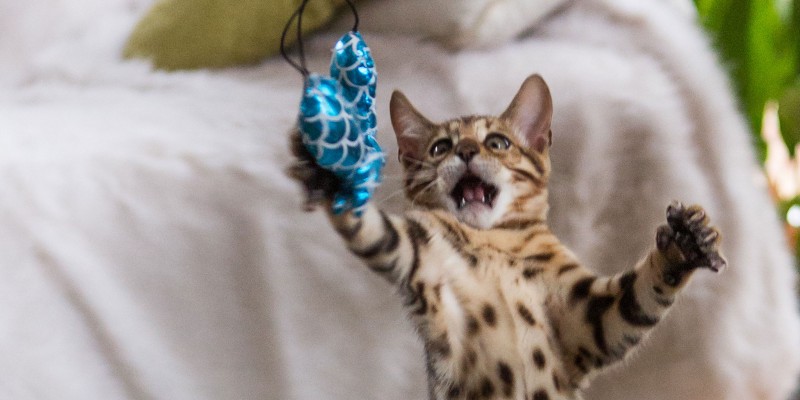 Why Cats Pounce and Stalk?