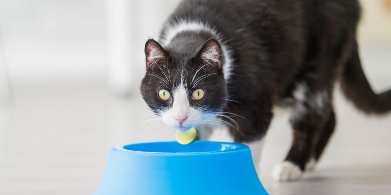 Why is My Cat Side Chewing?