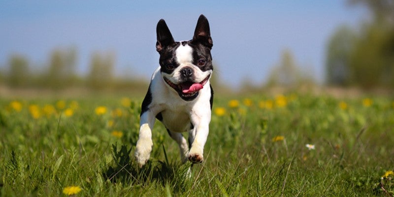 Why Is Protein Good for Dogs?