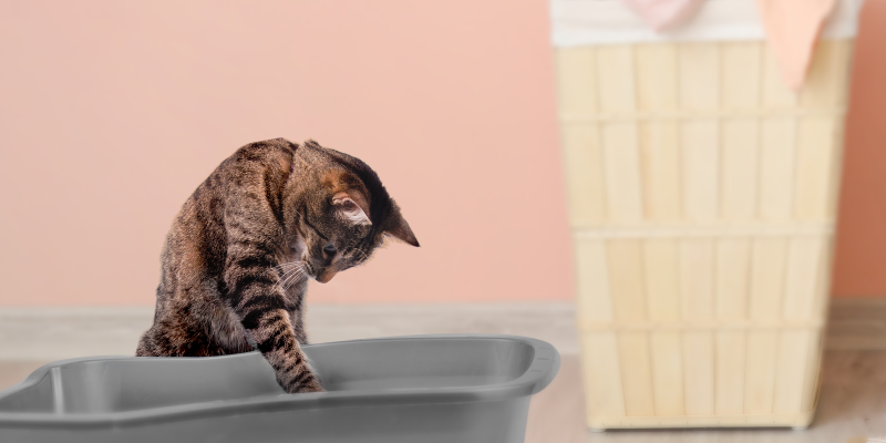 Solutions for Cat Tracking Litter in the House