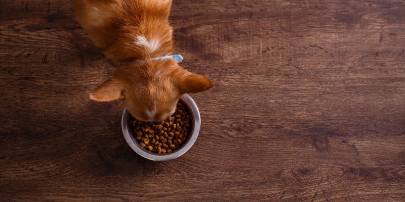 What Are the Benefits of Dog Food Without Corn, Wheat or Soy?