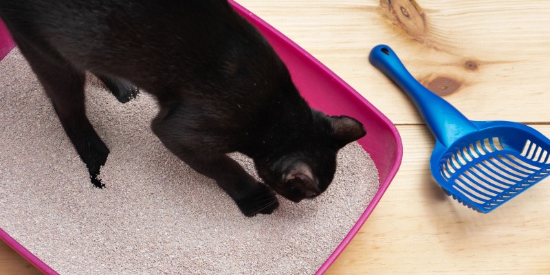 Why Cats Scratch, Dig & Play in Their Litter Box