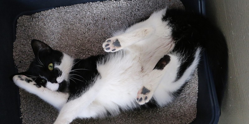 Why is My Cat Laying in the Litter Box?
