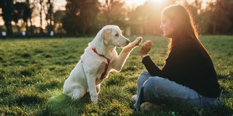 Common Hand Signals for Dog Training