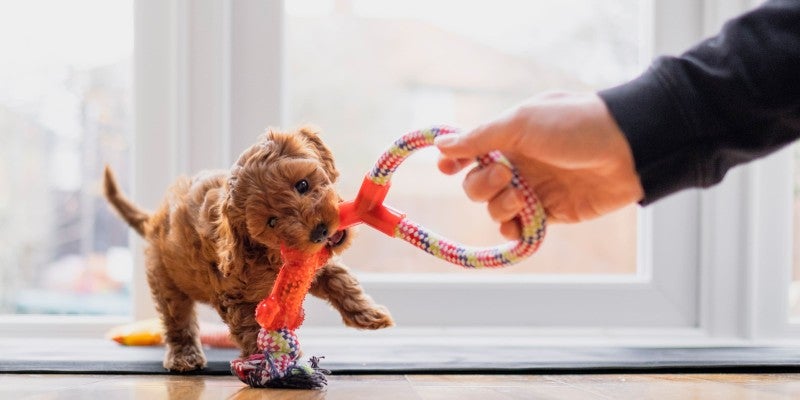 Fun Games to Play With Your Puppy or Dog