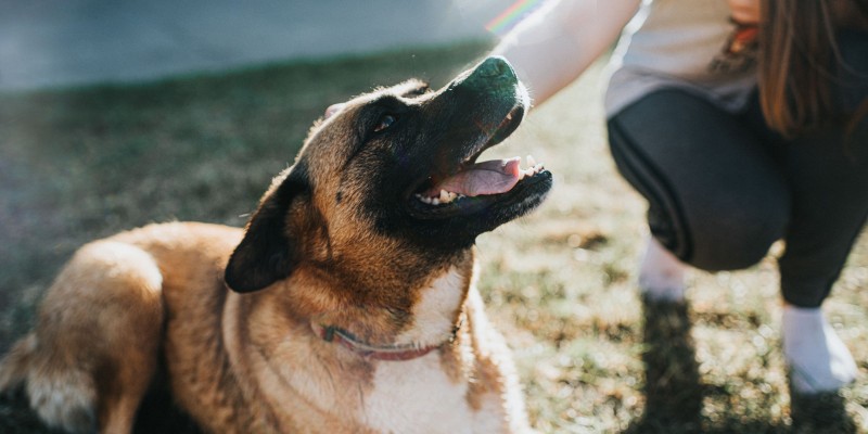 How to Read Dog Body Language