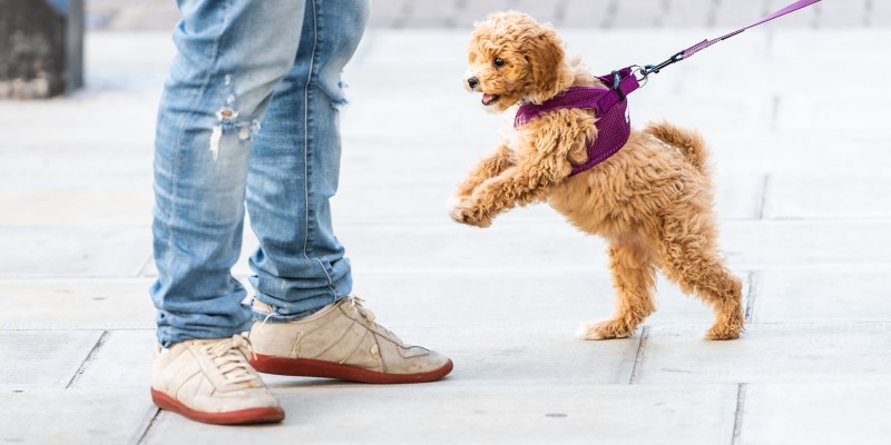 How to Stop A Puppy from Jumping