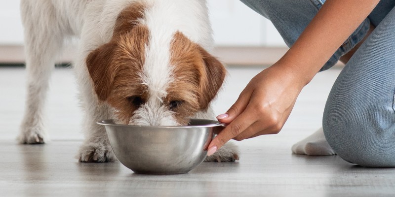 Can Dogs Be Vegan?
