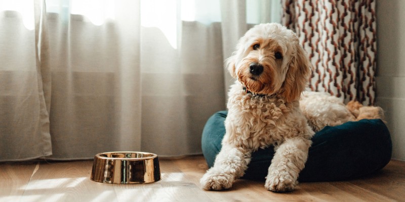 Why Won’t My Dog Eat?