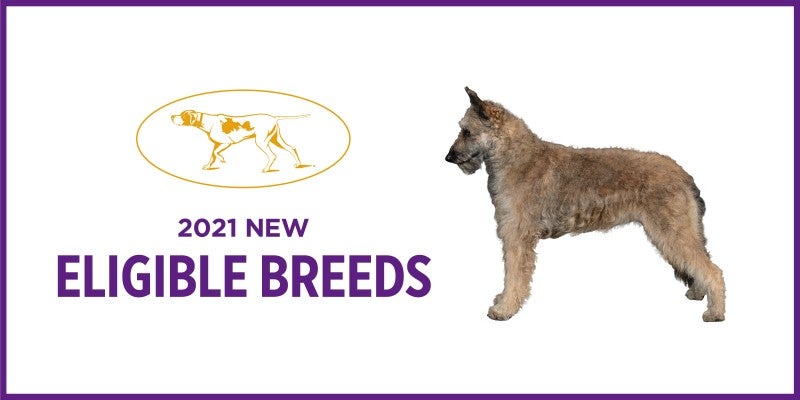 The 2021 Westminster Dog Show Welcomes New Breeds